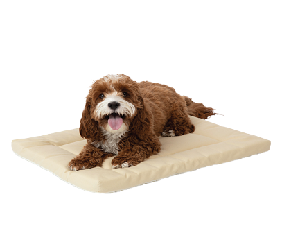Dog lying on a beige pet bed with a white background