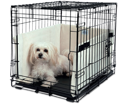 Dog inside a black metal crate with white bedding